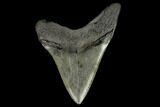 Serrated Fossil Megalodon Tooth - South Carolina #128308-1